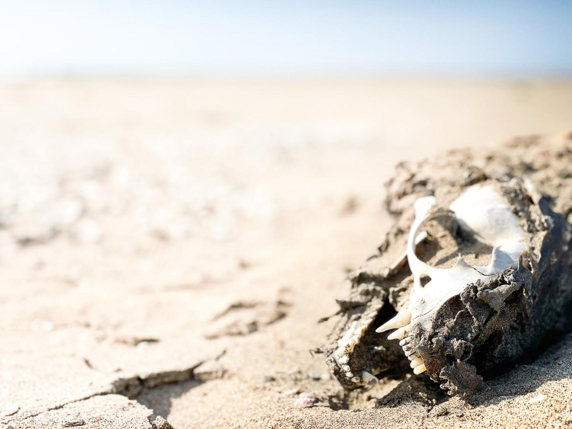 Skeleton Beach Backpackers 斯瓦科普蒙德 外观 照片